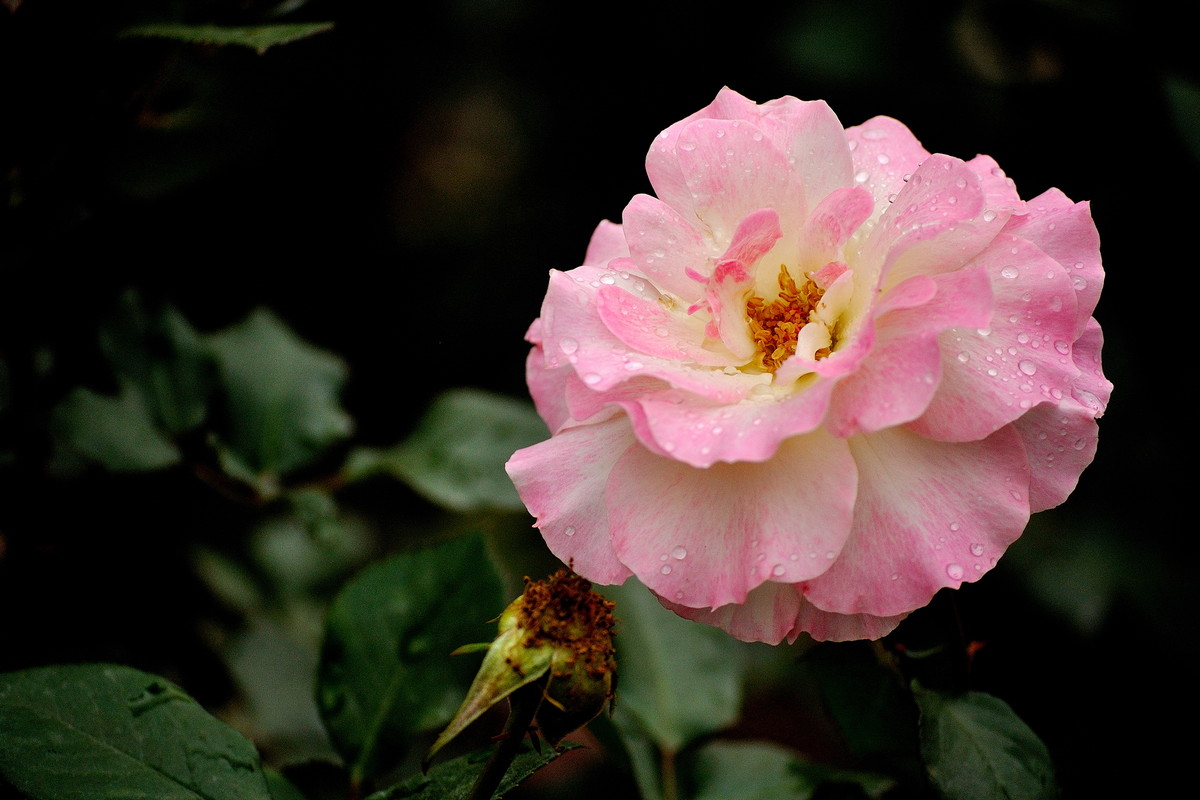 月季花（深圳人民公园，315，阴）