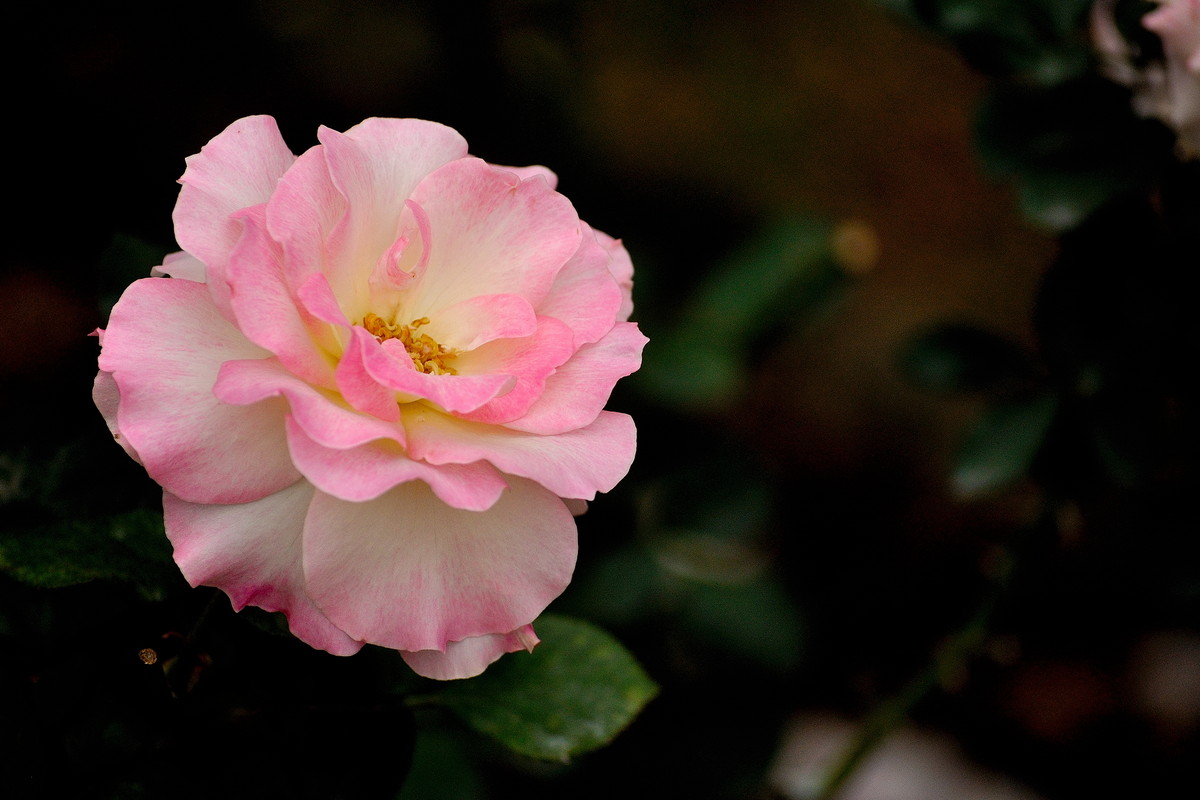月季花（深圳人民公园，315，阴）