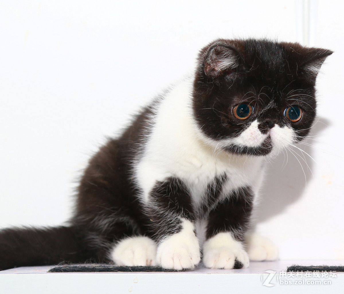 ★★★★★  纯种加菲猫 第六季  ★★★★★