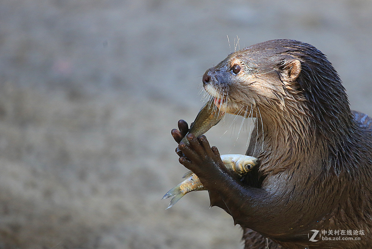 北京动物园贪吃的水獭
