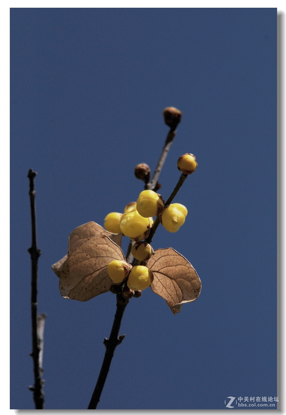 闻香识梅——第一次拍腊梅