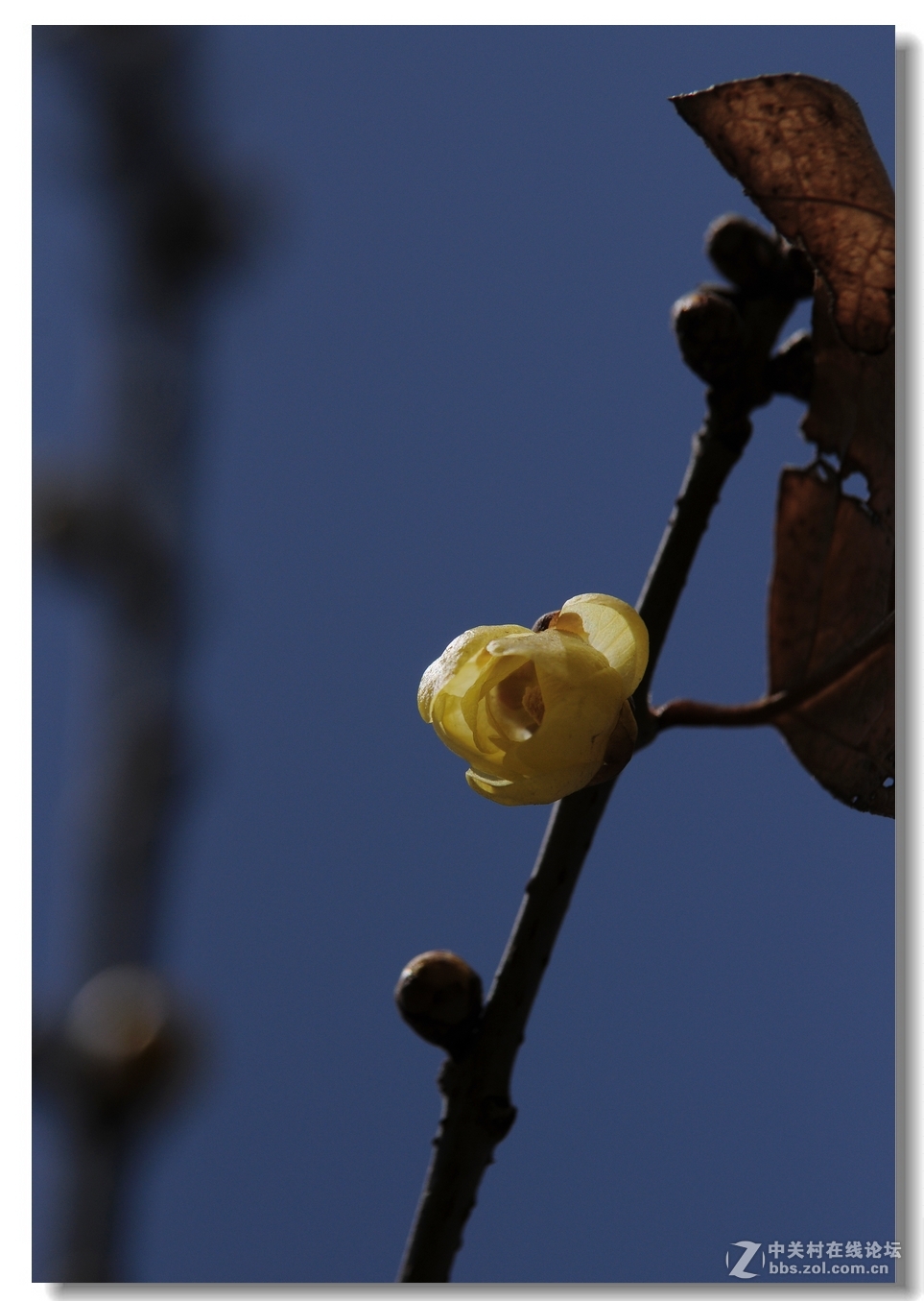 闻香识梅——第一次拍腊梅