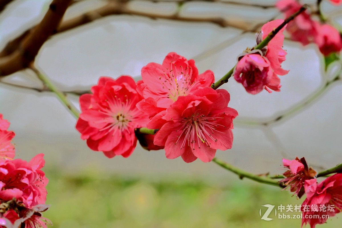 #尼康花卉作品赏析第十三期#《桃花朵朵开》