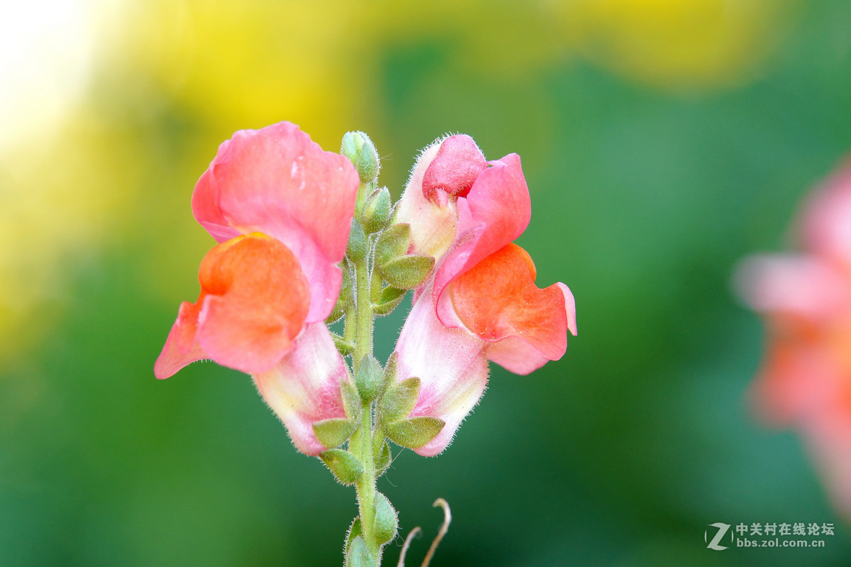 昆明圆通山随拍