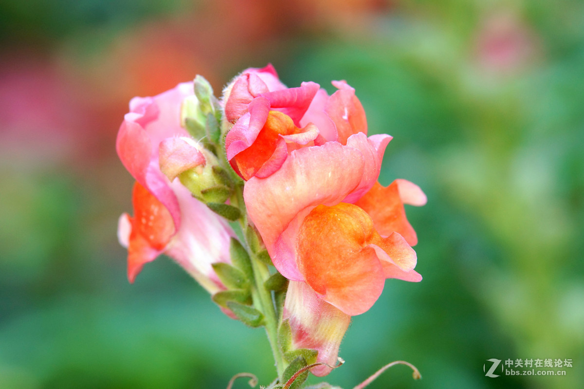 昆明圆通山随拍