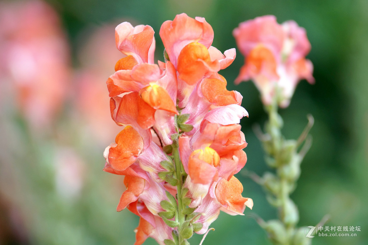 昆明圆通山随拍