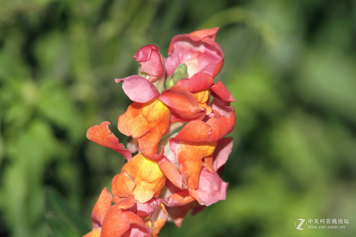 昆明圆通山随拍