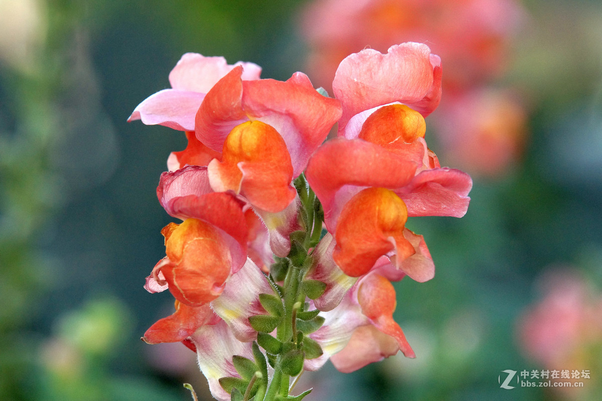 昆明圆通山随拍