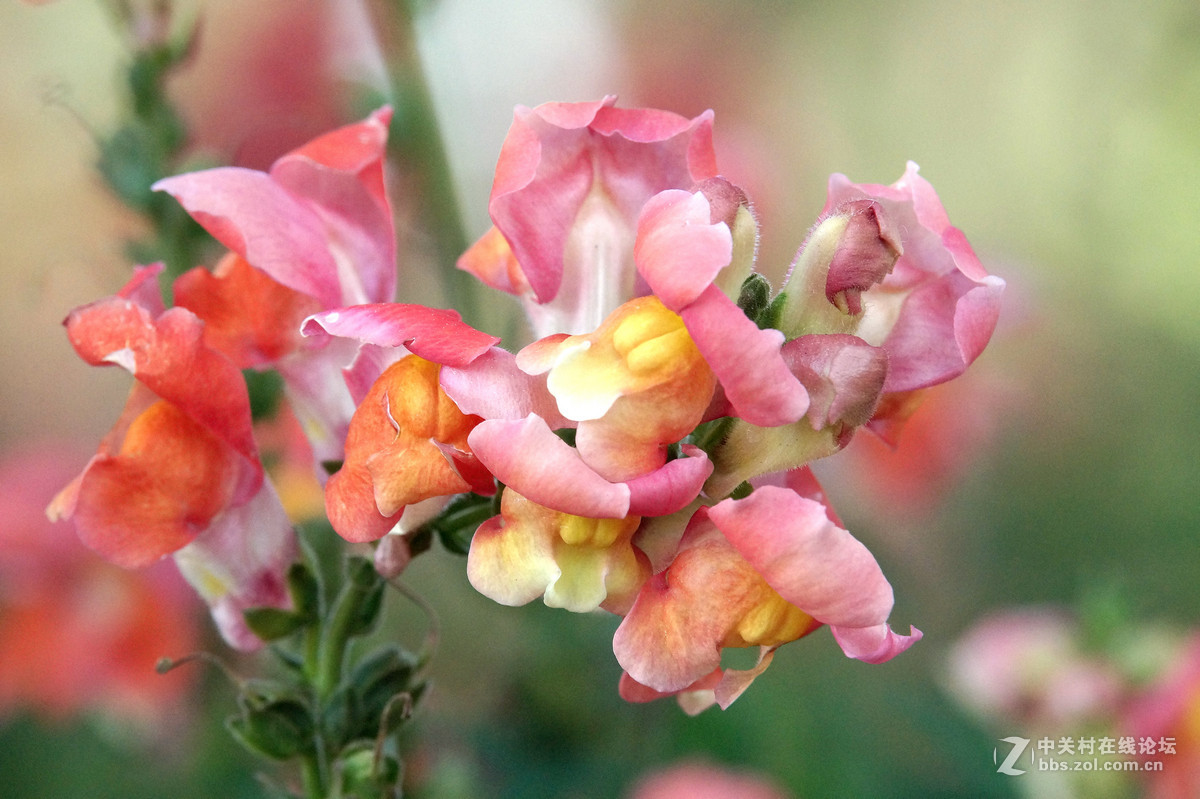昆明圆通山随拍