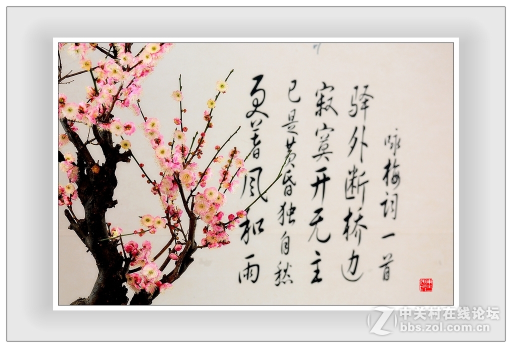 #尼康花卉作品赏析#第15期《一组梅花》