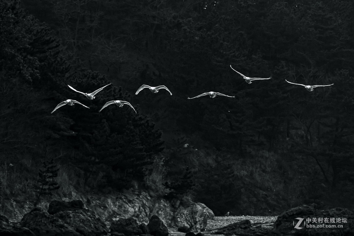 大年初一看天鹅