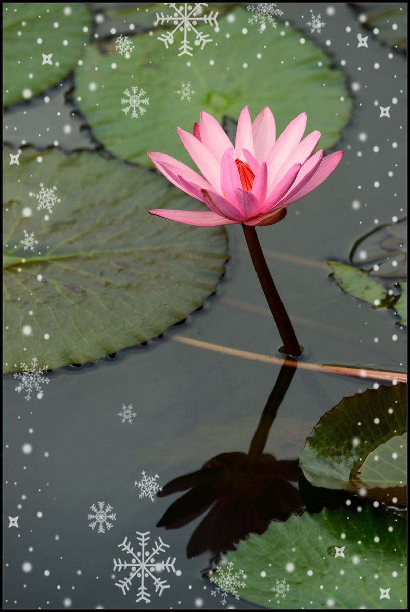 冬季莲花开 —— 祝日照星空(中国)开坛一周年！祝三位版主及好友们摄影愉快佳作多多！