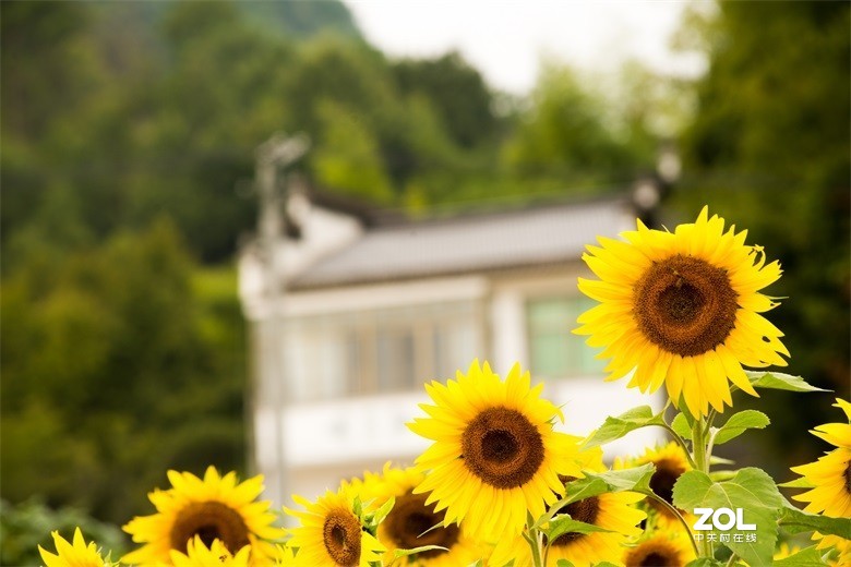 欢迎批评，欢迎指教！！！