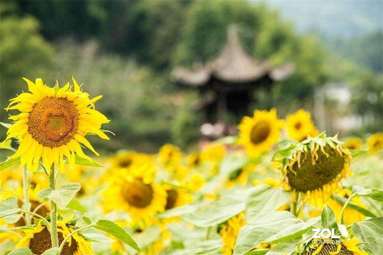 欢迎批评，欢迎指教！！！