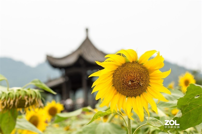 欢迎批评，欢迎指教！！！