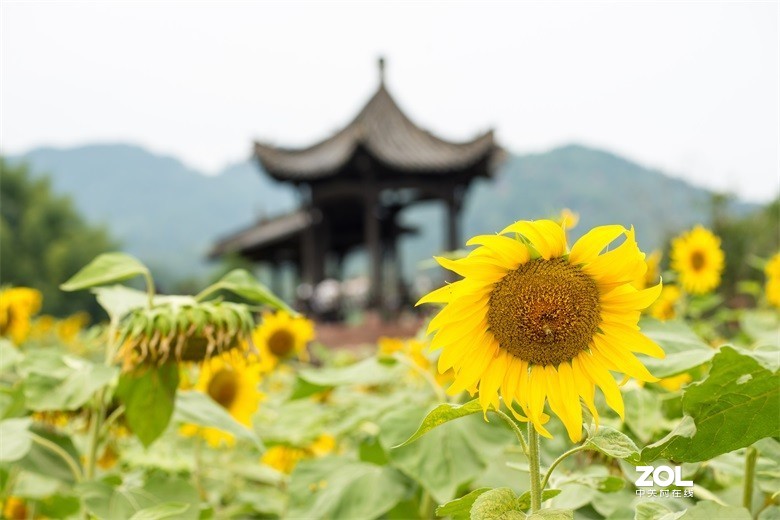 欢迎批评，欢迎指教！！！