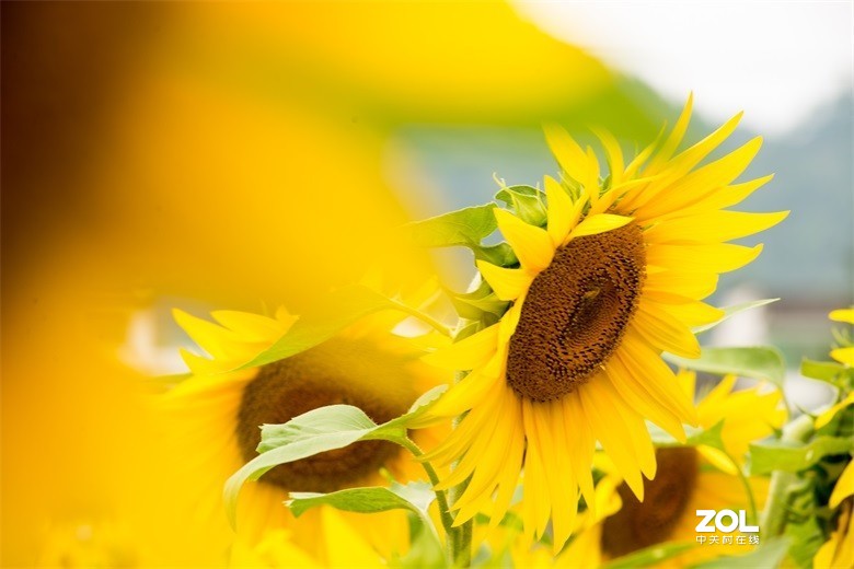 欢迎批评，欢迎指教！！！