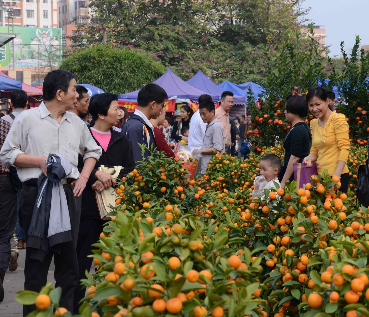 年味之行花市逛花街-中关村在线摄影论坛