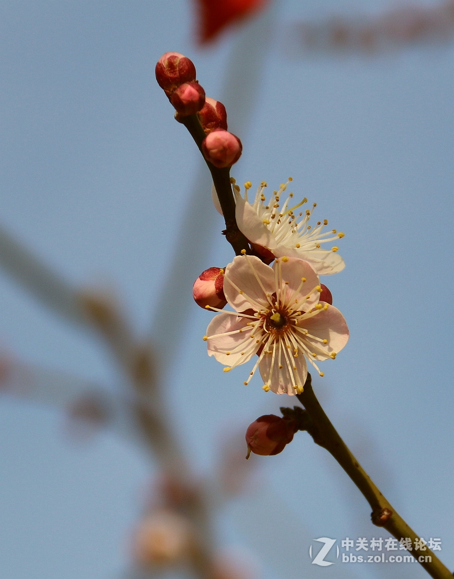 梅花