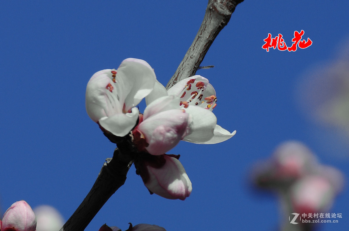 摄影论坛 地方俱乐部论坛 安阳论坛 桃花-1