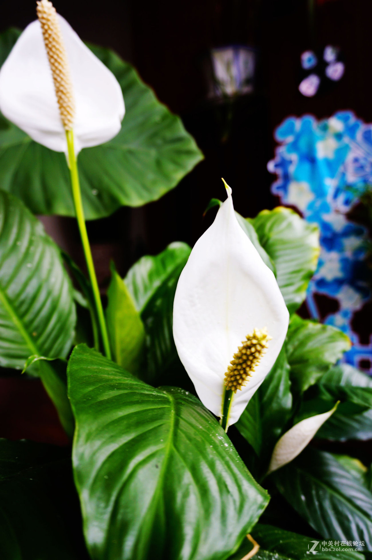 一帆风顺【白掌】习作恳请各位老师指导-中关村在线摄影论坛