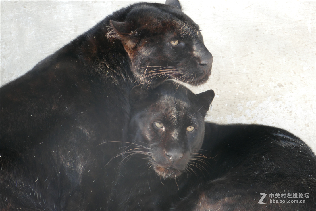 TYP114试用多图（不学版主打苍蝇咱打老虎呵呵）欢迎拍砖！！！