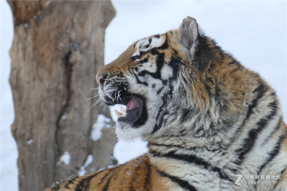 TYP114试用多图（不学版主打苍蝇咱打老虎呵呵）欢迎拍砖！！！