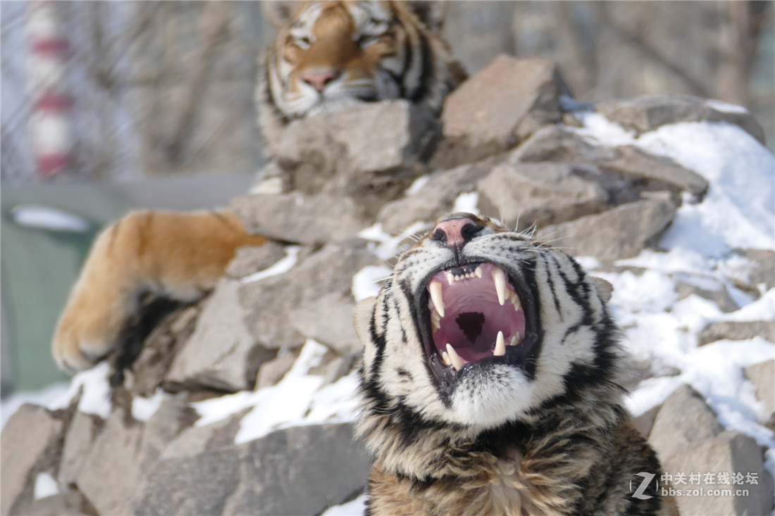 TYP114试用多图（不学版主打苍蝇咱打老虎呵呵）欢迎拍砖！！！