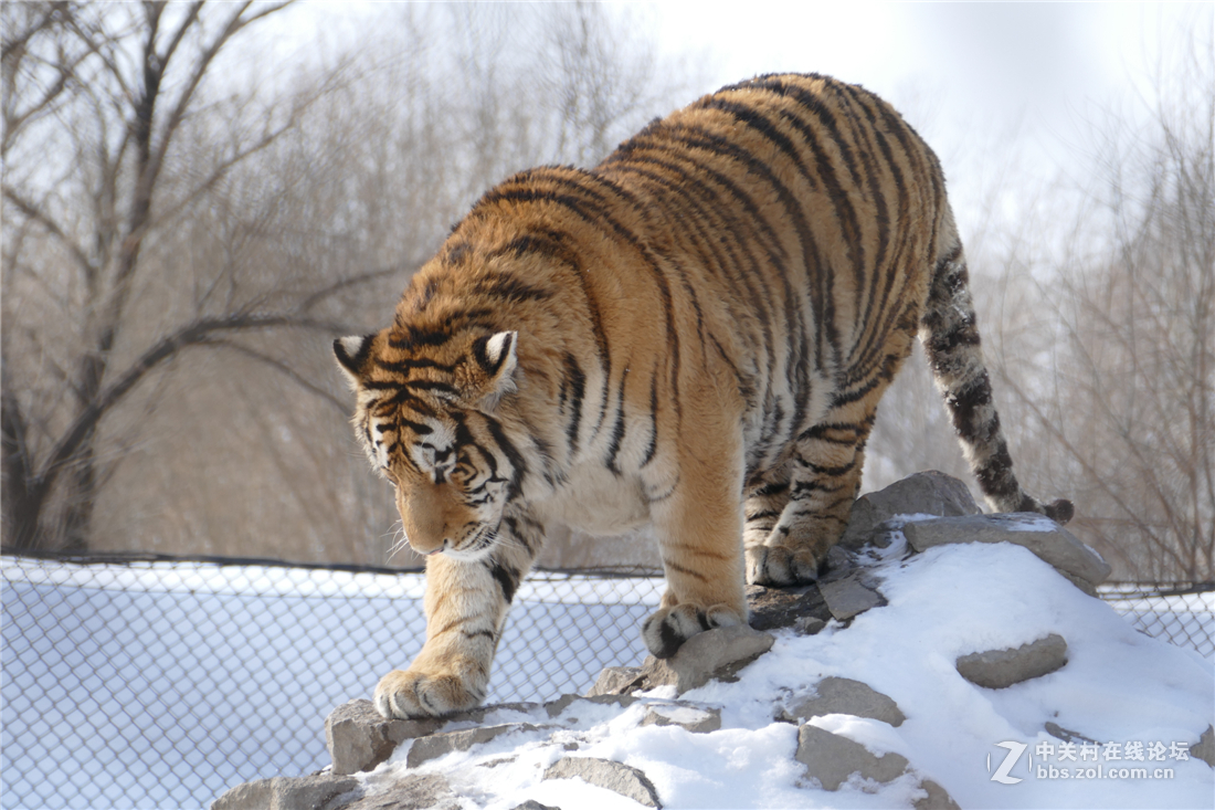 TYP114试用多图（不学版主打苍蝇咱打老虎呵呵）欢迎拍砖！！！