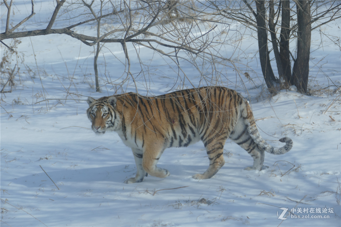 TYP114试用多图（不学版主打苍蝇咱打老虎呵呵）欢迎拍砖！！！