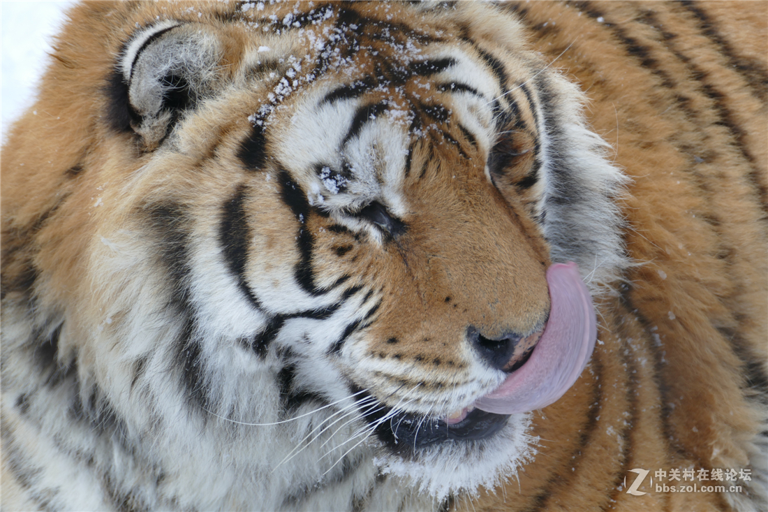 TYP114试用多图（不学版主打苍蝇咱打老虎呵呵）欢迎拍砖！！！