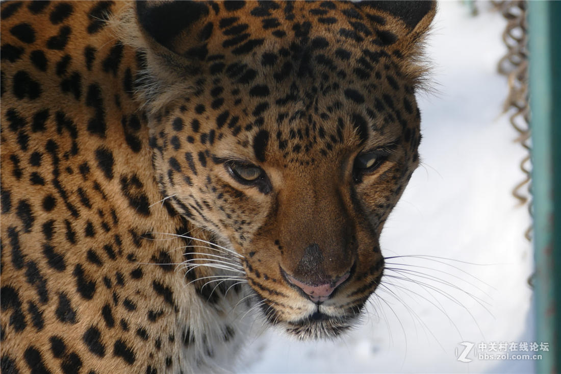 TYP114试用多图（不学版主打苍蝇咱打老虎呵呵）欢迎拍砖！！！