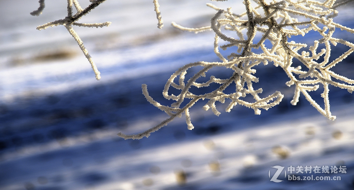 神奇而美丽风景线——雾凇岛