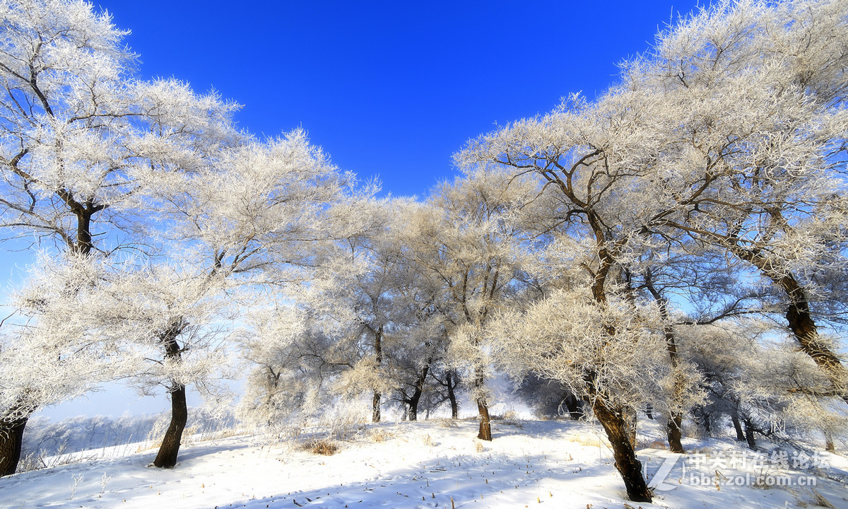 神奇而美丽风景线——雾凇岛