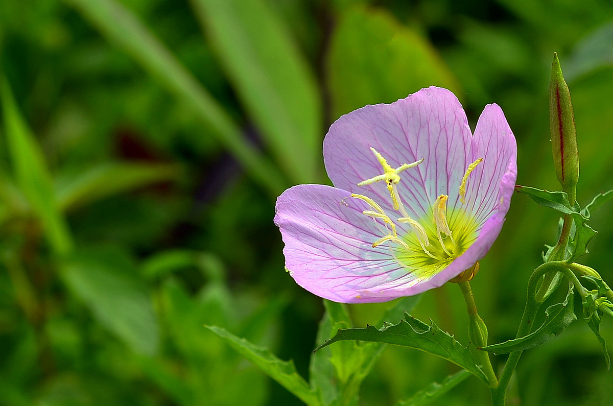 花卉随拍  《二》