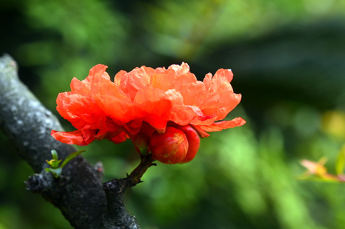 花卉随拍  《二》