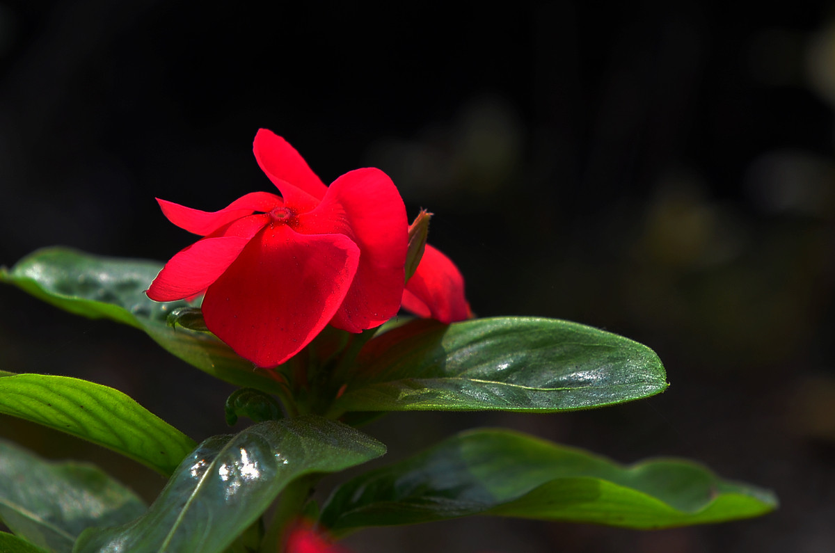 花卉随拍  《二》