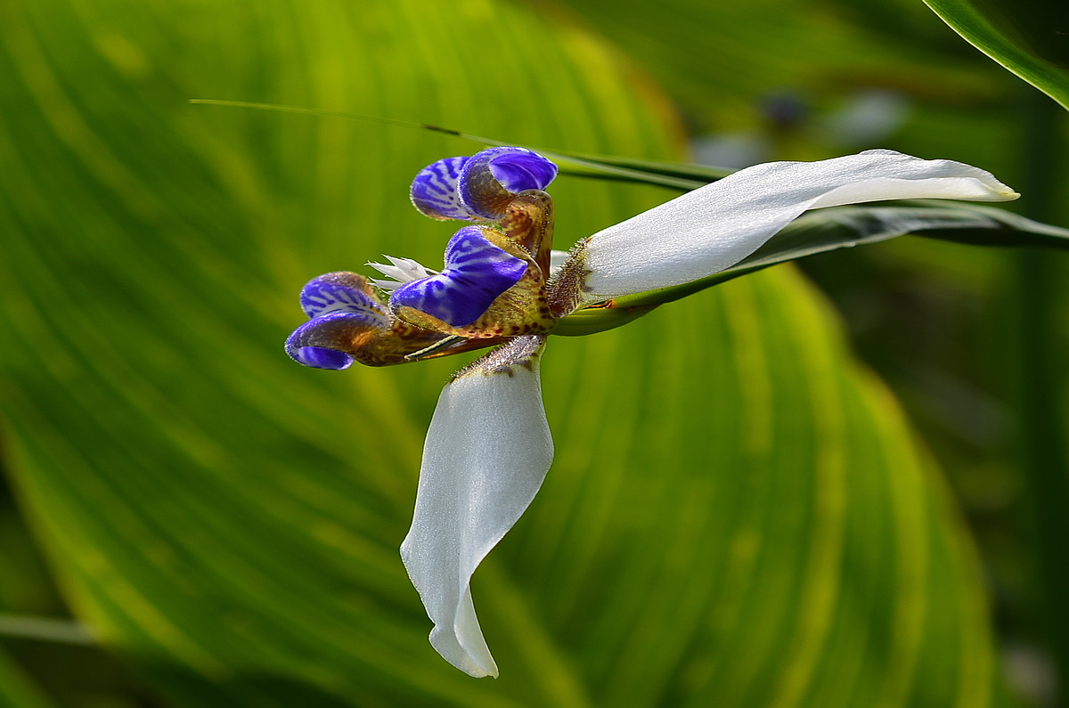 花卉随拍  《二》