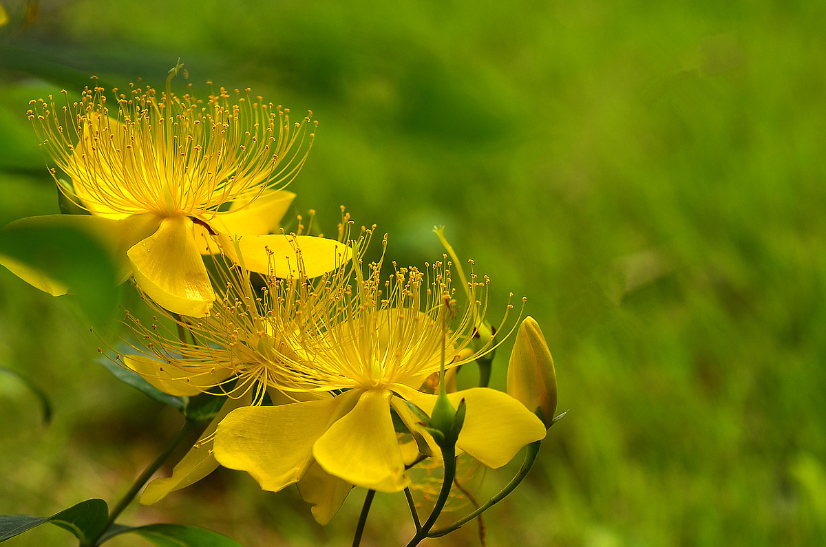 花卉随拍  《二》