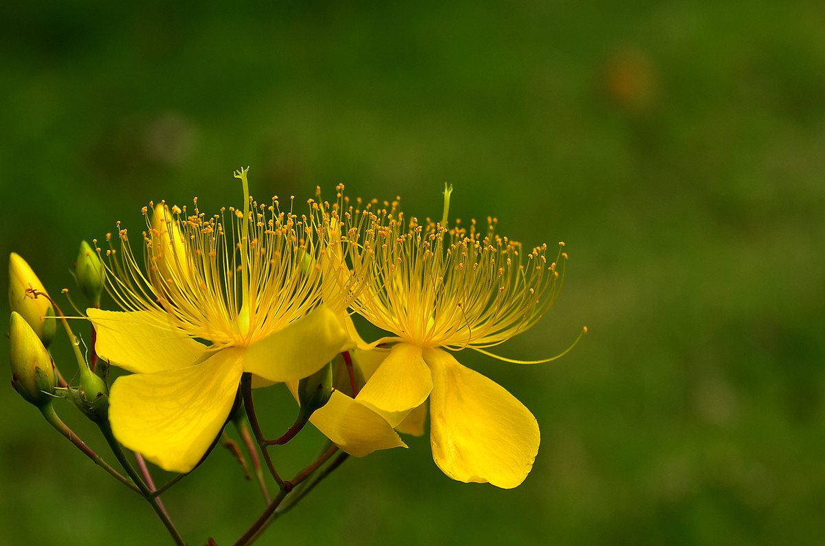 花卉随拍  《二》