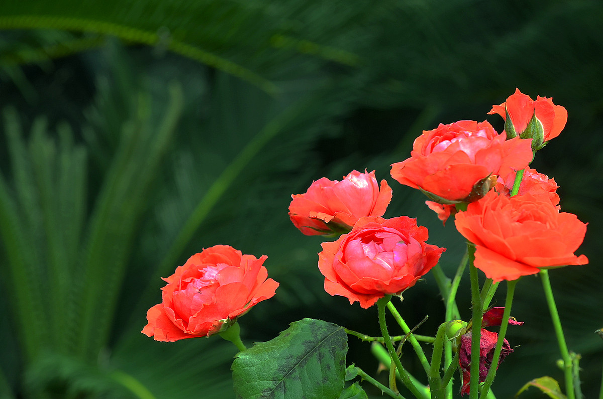 花卉随拍  《二》