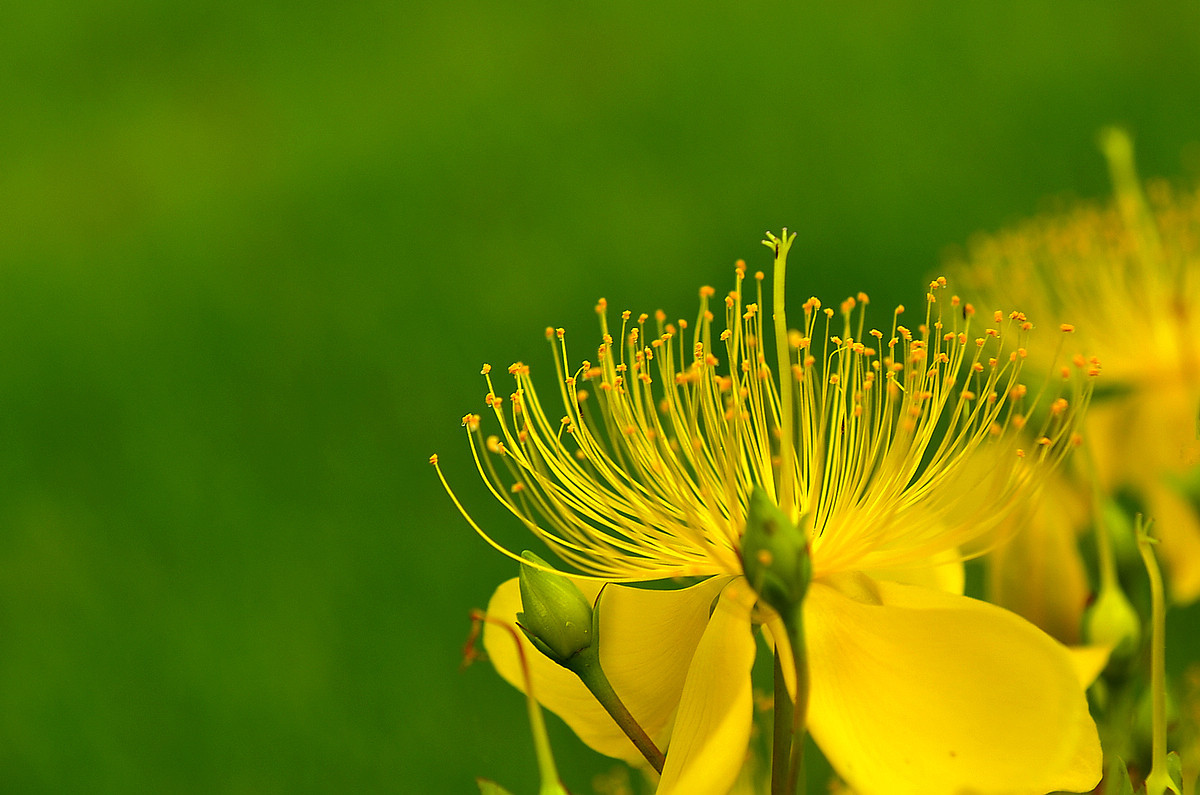 花卉随拍  《二》