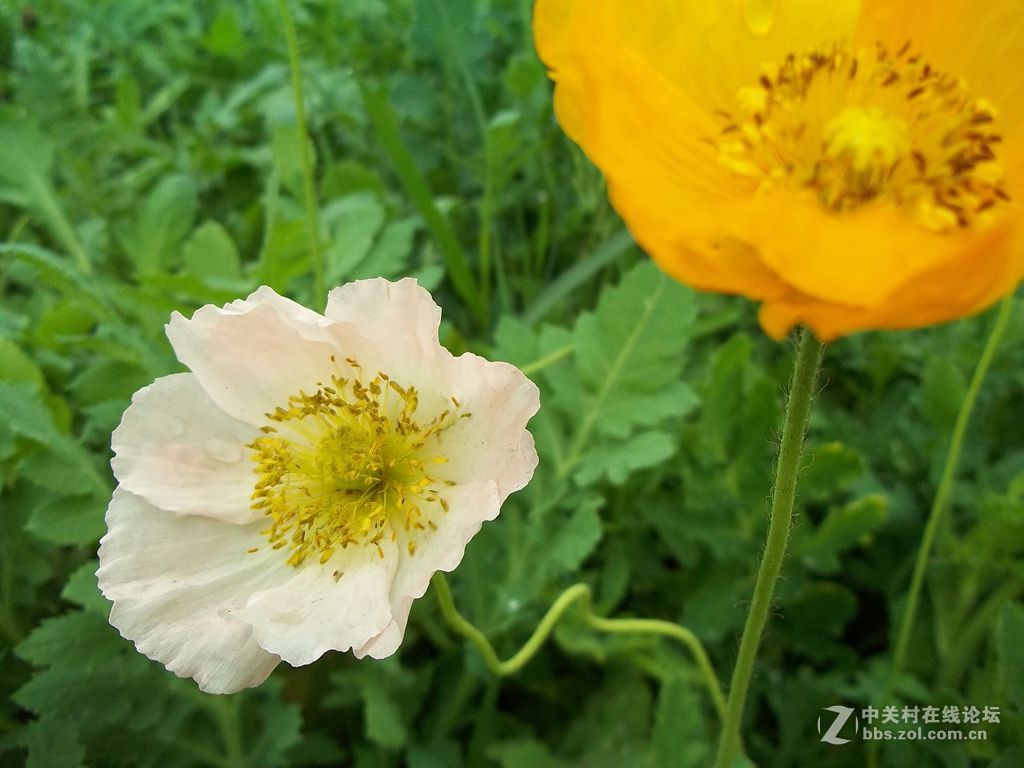 晨练随拍——继续春花