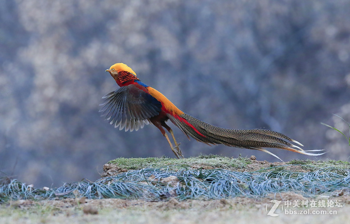 ----------红腹锦鸡起飞----------