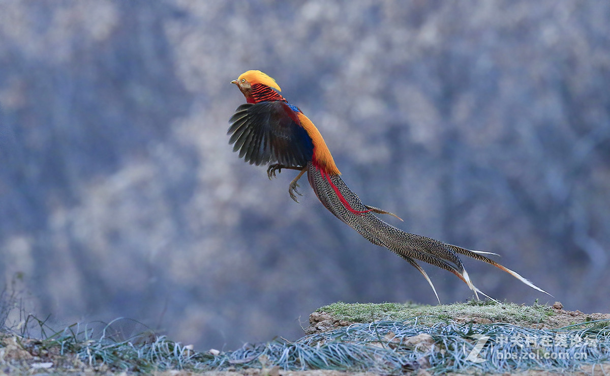 ----------红腹锦鸡起飞----------
