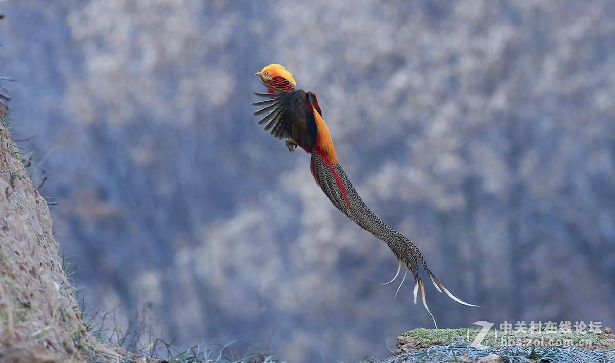 ----------红腹锦鸡起飞----------