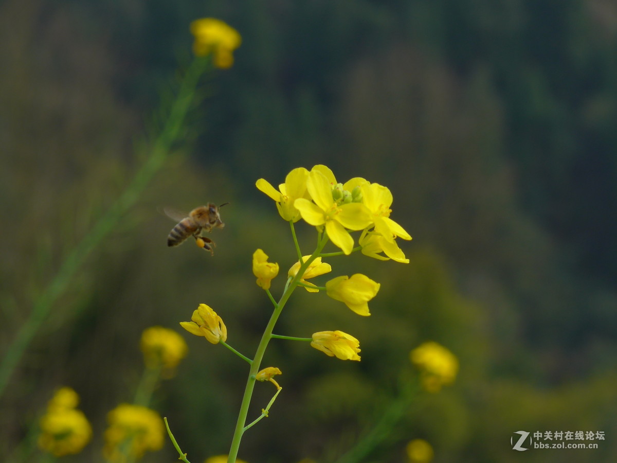 油菜花