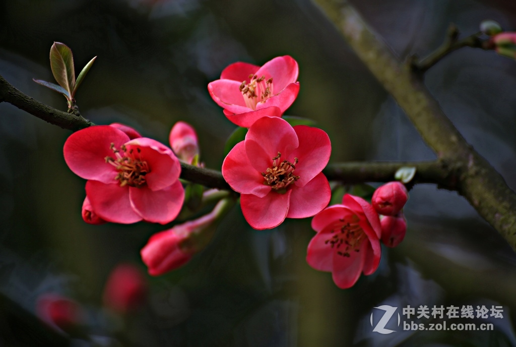 海棠香国海棠花儿香（诗配画）