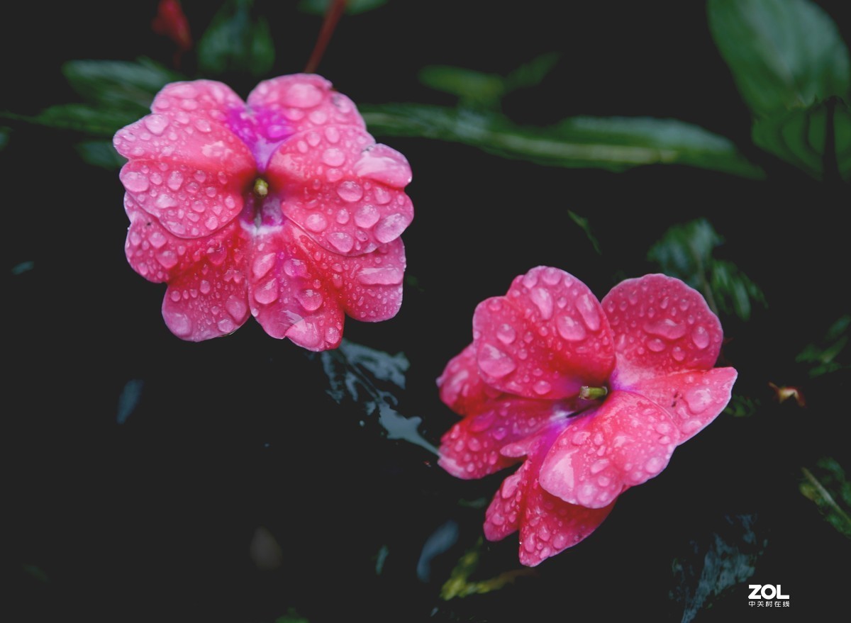 小雨花