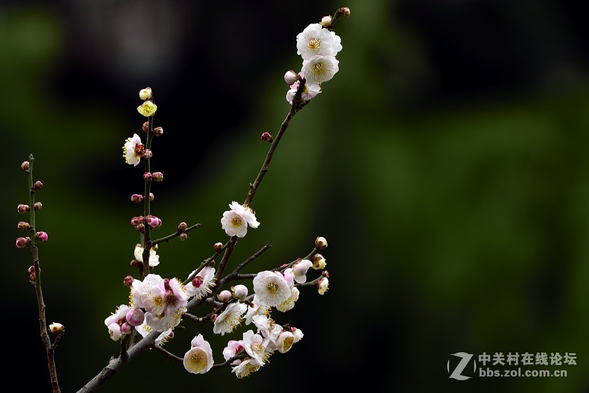 梅花开了。。。。。。